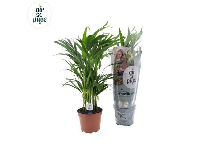 Obrázek produktu Areca, Dypsis Lutescent K17
