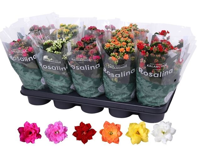 Obrázek produktu Kalanchoe Calandiva okrasná folie, K12