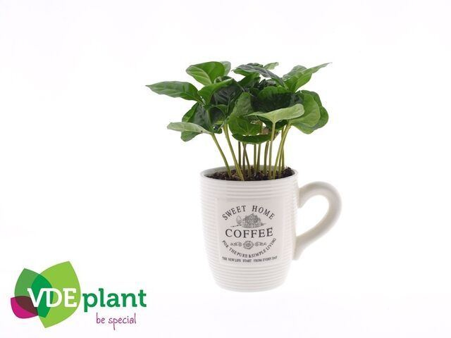 Obrázek produktu Coffea v hrníčku K7