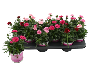 Dianthus K10,5, mix barev