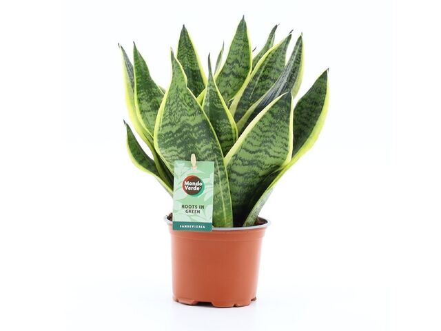 Obrázek produktu Sansevieria trifasciata Futura Superba K12