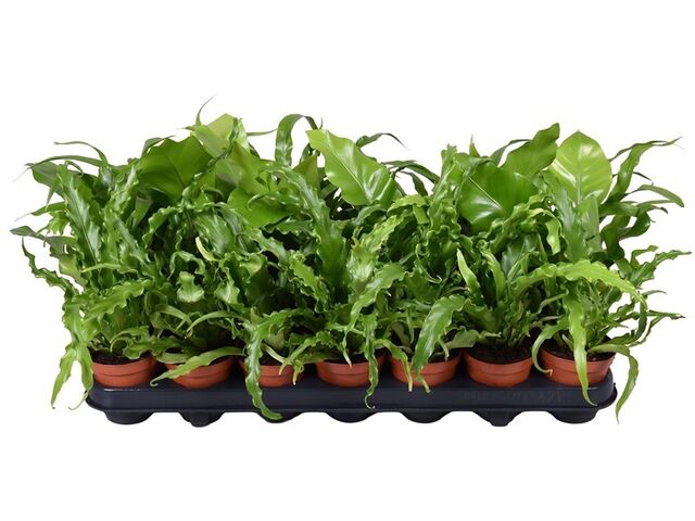 Obrázek produktu Asplenium mix K8,5