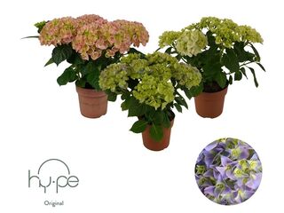 Hydrangea/Hortenzie mix K14