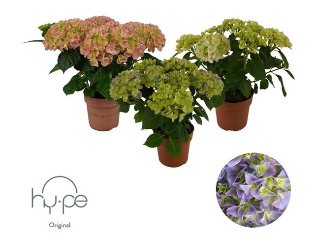 Obrázek produktu Hydrangea/Hortenzie mix K14