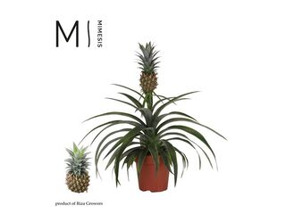 Ananas Corona K12