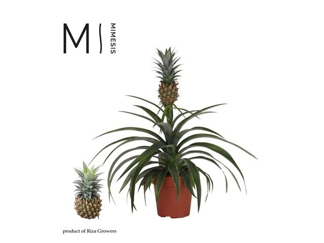 Obrázek produktu Ananas Corona K12