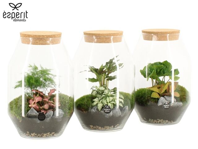 Obrázek produktu Arrangement Terrarium K17