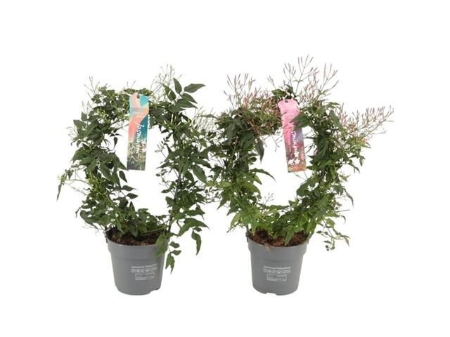 Obrázek produktu Jasminum K12