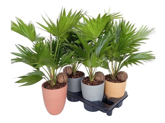Obrázek produktu Livistona in ceramic spring K14 mix