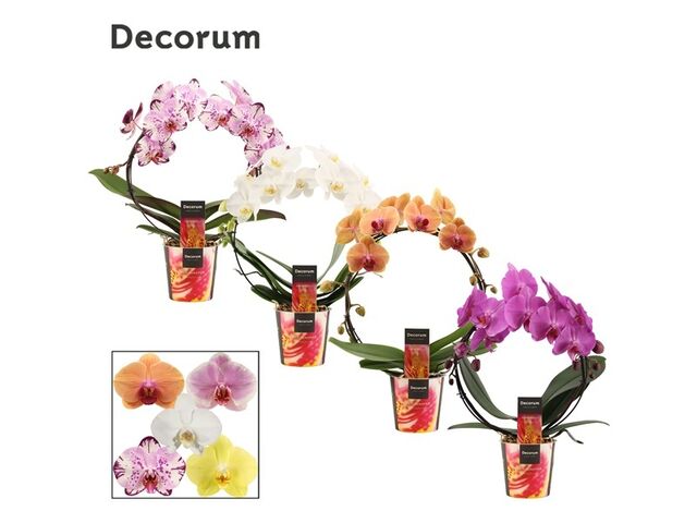 Obrázek produktu Phalaenopsis oblouk mix K12
