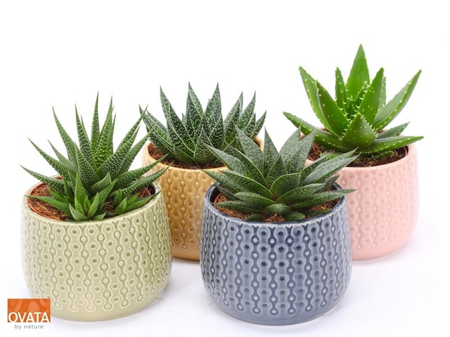 Obrázek produktu Succulent in Brasil ceramic K15