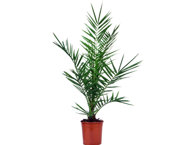 Obrázek produktu Phoenix canariensis K18