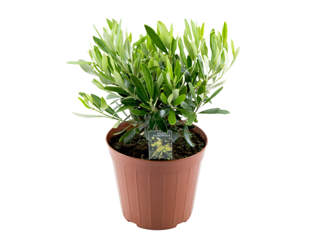Obrázek produktu Olea europaea keř K16, výška 30-35cm