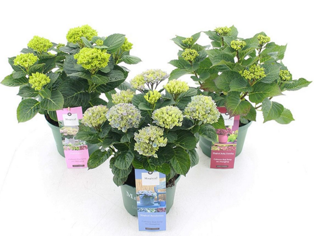 Obrázek produktu Hydrangea macr. K3,5l Magical mix