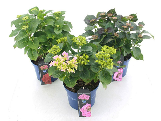 Obrázek produktu Hydrangea macr. K5l Royalty Collection
