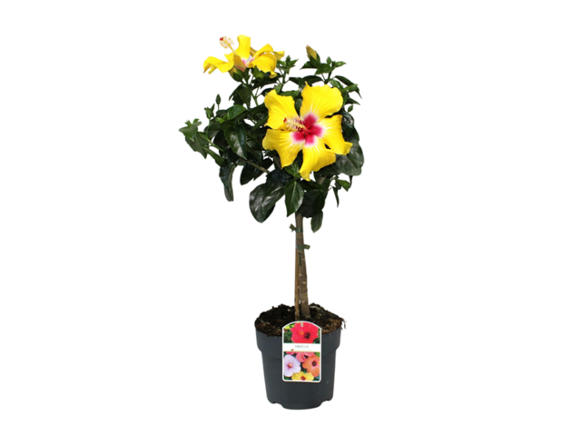 Obrázek produktu Hibiscus K19 kminek