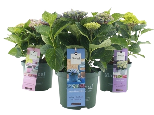 Obrázek produktu Hydrangea macrophylla Magical (Hortenzie velkolistá) K23-5l variety mix