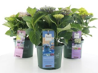 Hydrangea macrophylla Magical (Hortenzie velkolistá) K23-5l variety mix