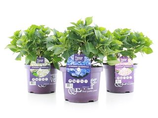 Hydrangea macrophylla Forever & Ever (Hortenzie velkolistá) K23-5l