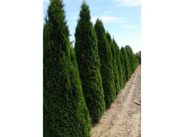 Obrázek produktu Thuja occ. 'Smaragd' K2,5l, 30-40cm