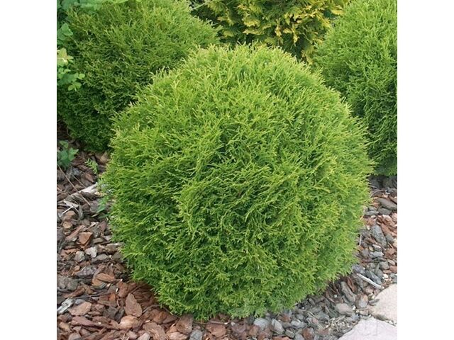 Obrázek produktu Thuja occ. 'Danica' K2,5l, 20-30cm