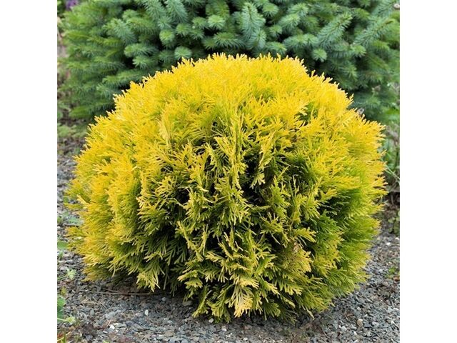 Obrázek produktu Thuja occ. 'Mirjam' K2,5l, 20-30cm