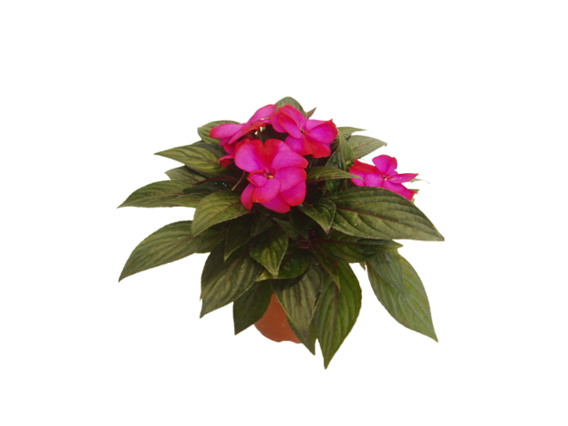Obrázek produktu Impatiens New Guinea K12