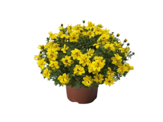 Bidens K12