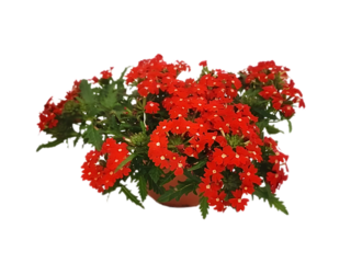 Verbena K12