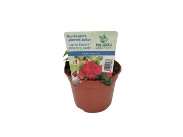 Obrázek produktu Paprika pálivá Habanero na balkon K12