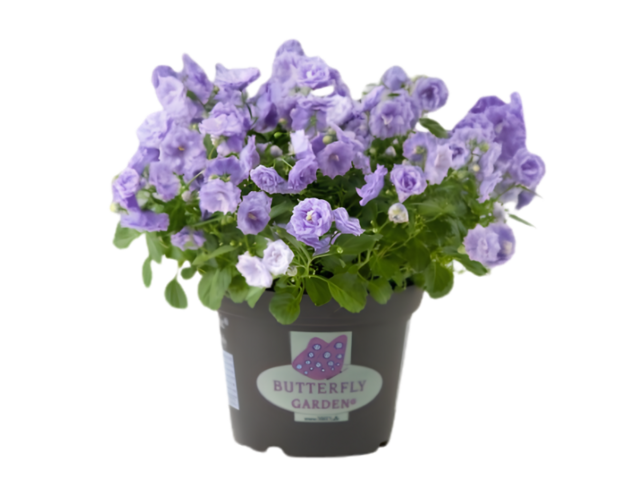 Obrázek produktu Campanula BLUE BALI, K10,5