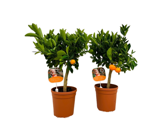 Obrázek produktu Citrus K15 - jedlé plody