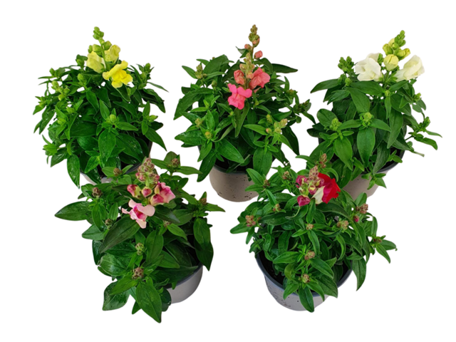 Obrázek produktu Antirrhinum majus K13