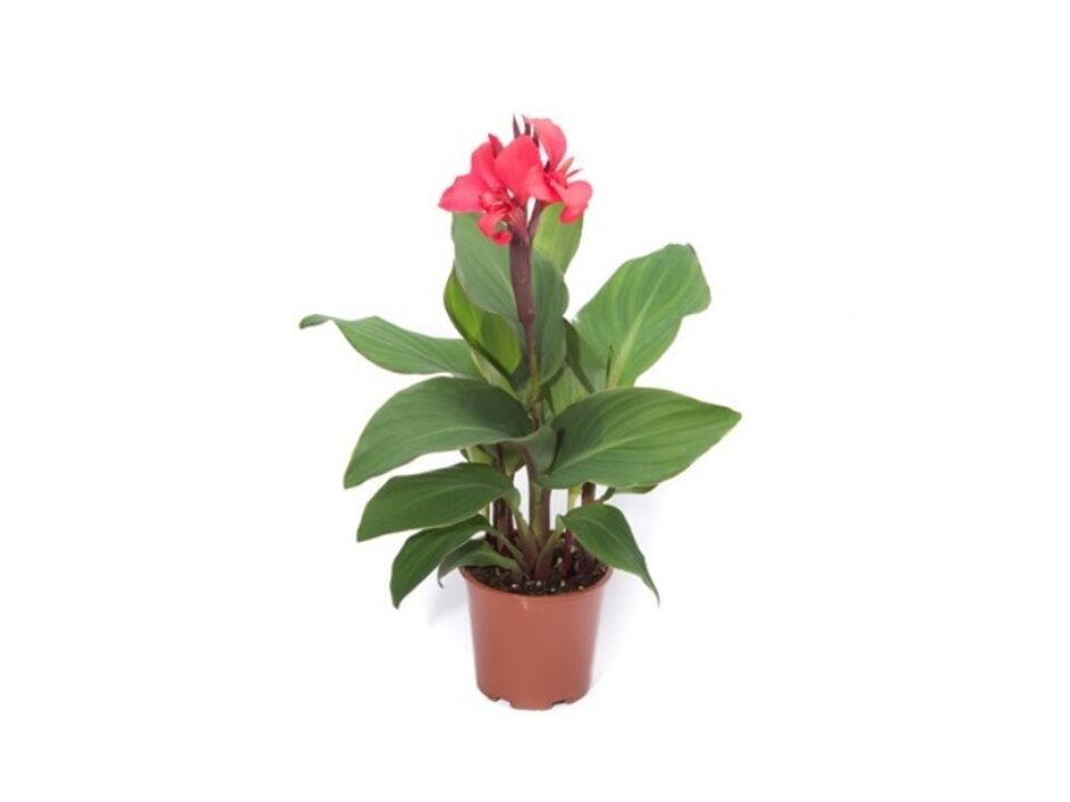 Canna K12. EAN: 8595202056679