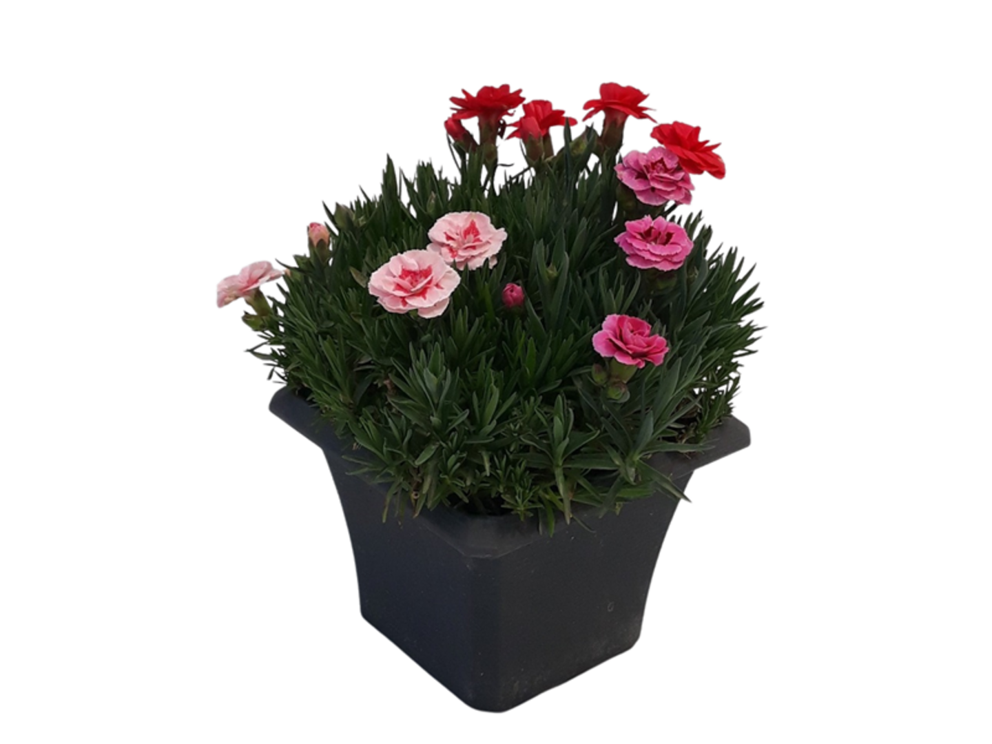 Dianthus K17, prisma