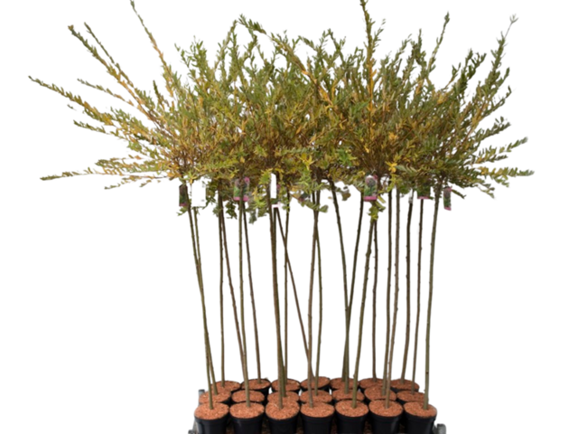 Obrázek produktu Salix Hakuro Nishiki K2l, 50cm