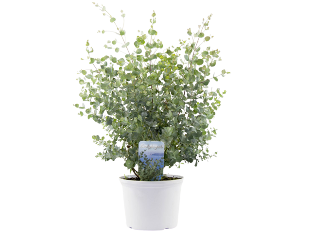 Obrázek produktu Eucalyptus keř Gunni K17
