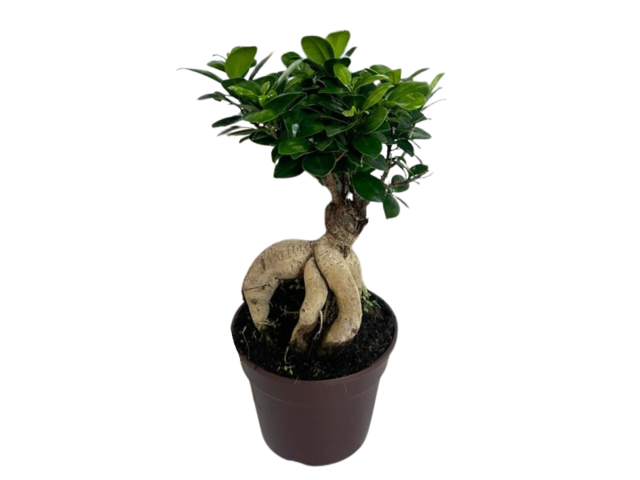 Obrázek produktu Ficus ginseng K17, výška 30-40cm