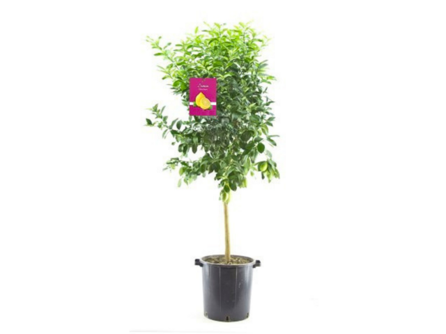 Obrázek produktu Citrus K35 velký strom s plody- citrón, kumquat, calamondin