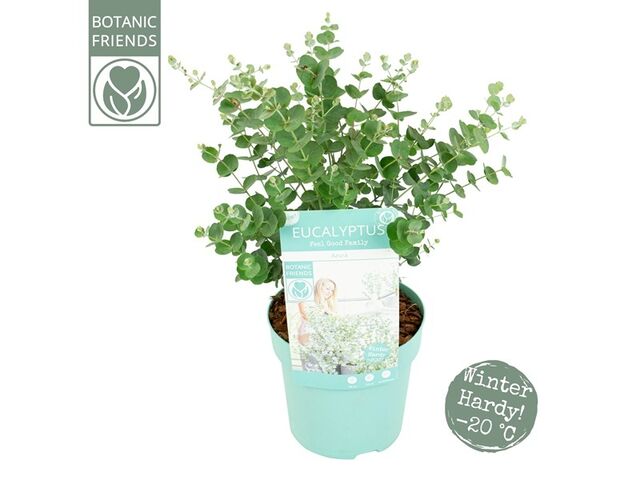 Obrázek produktu Eucalyptus gunii K15, barevný květináč