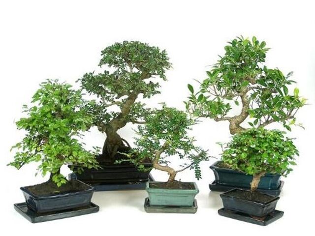 Obrázek produktu Bonsai K25, desetiletá, s podmiskou