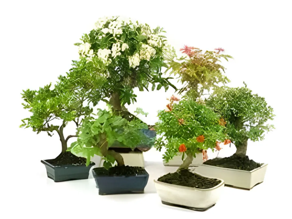 Bonsai venkovn K15/16 mix, sedmilet, s podmiskou | UNI HOBBY - rozumme  eskm kutilm