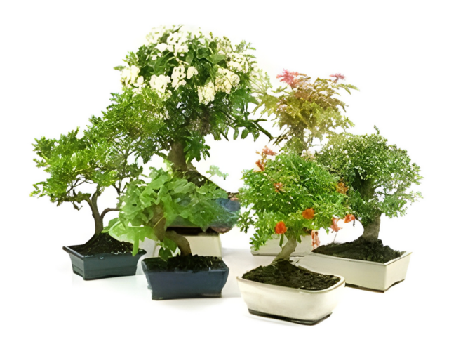Obrázek produktu Bonsai venkovní K15/16 mix, sedmiletá, s podmiskou