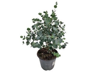 Eucalyptus keř Silver dollar/Gunni K14