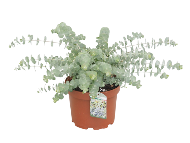 Obrázek produktu Eucalyptus K19