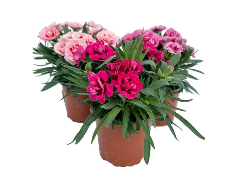 Dianthus chinensis K10. EAN: 8591665413028