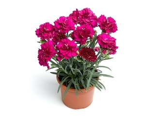 Dianthus Lilipot, K12