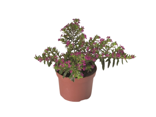 Obrázek produktu Cuphea hyssopifolia K12