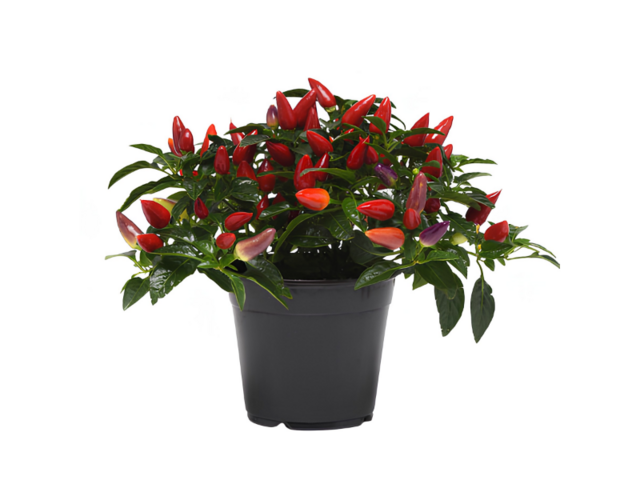 Obrázek produktu Capsicum annuum K12