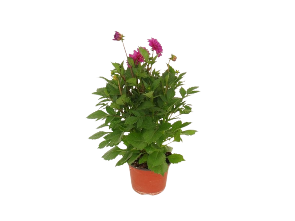 Dahlia K17. EAN: 8595202061925